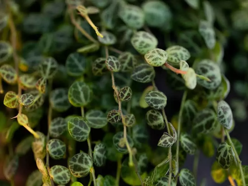 String Turtles Plant