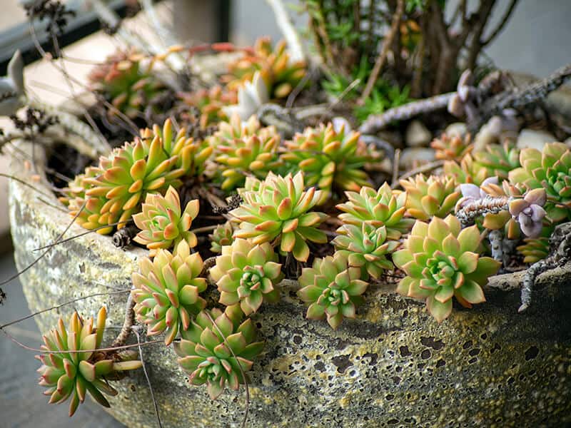 Succulent Plants