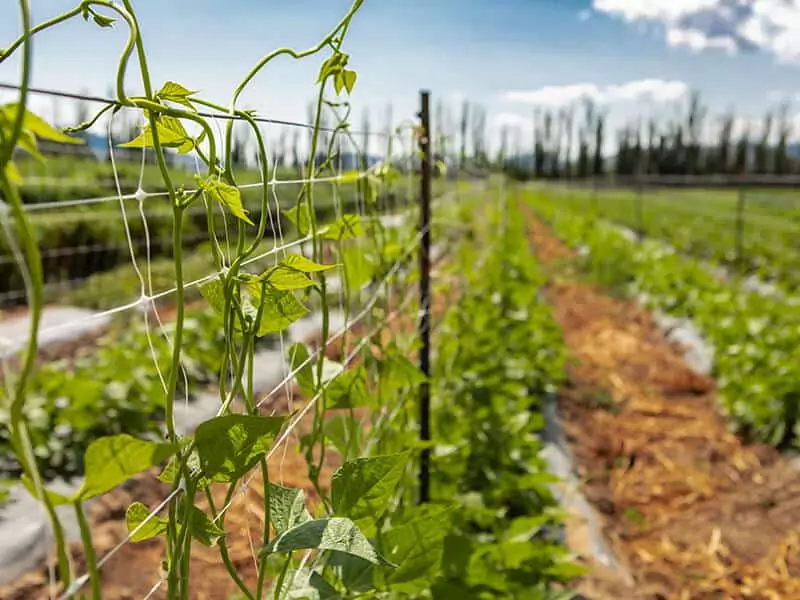 Sugar Climbing Pea