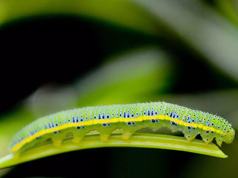 Sulphur Butterfly Caterpillar