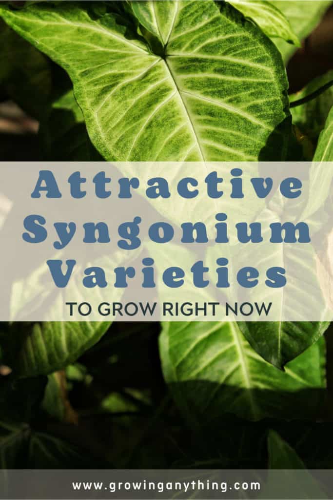 Syngonium Varieties