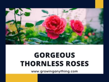 Thornless Roses