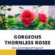 Thornless Roses