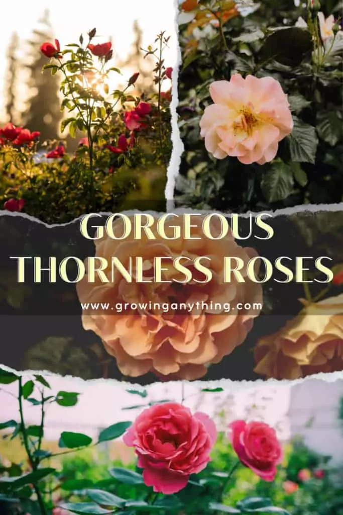 Thornless Roses