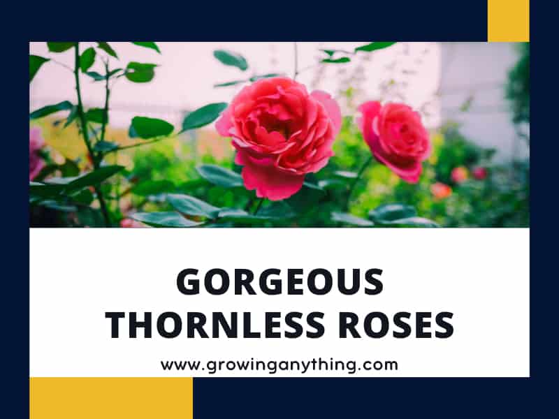 41 Thornless Roses That You Can Grow In Your Own Backyard