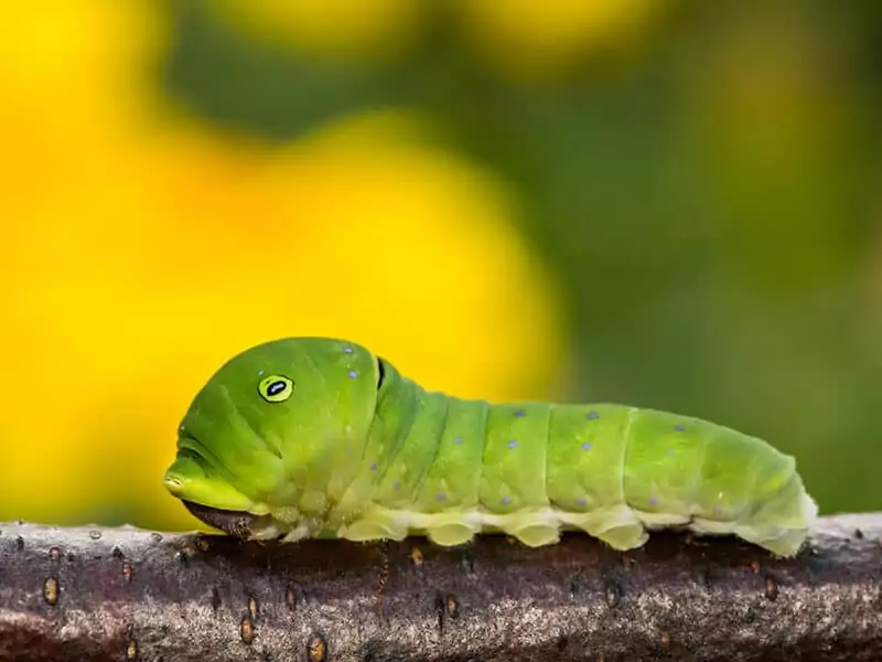 Tiger Swallowtail Butterfly Caterpillar