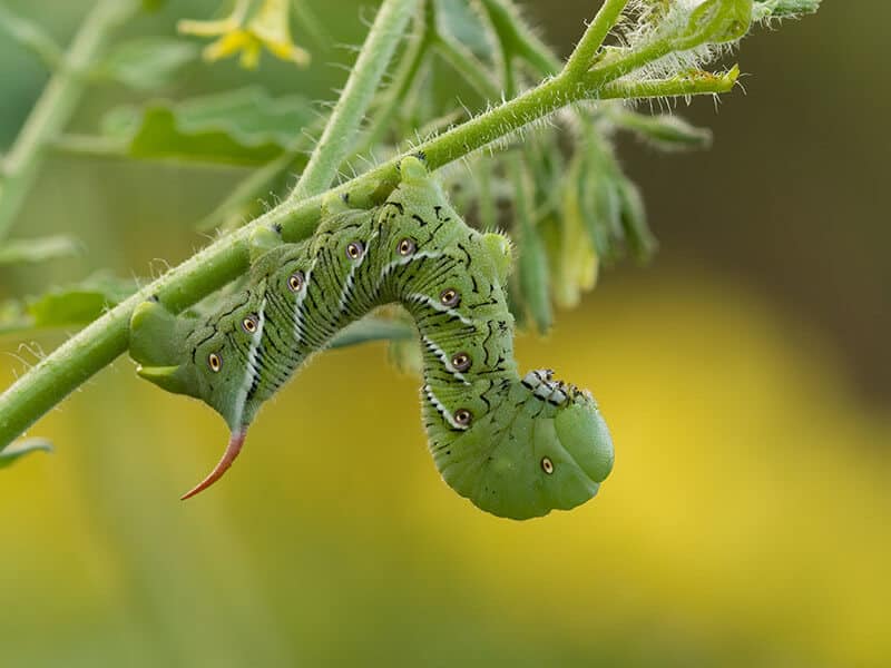 Tobacco Hornworm Caterpillar