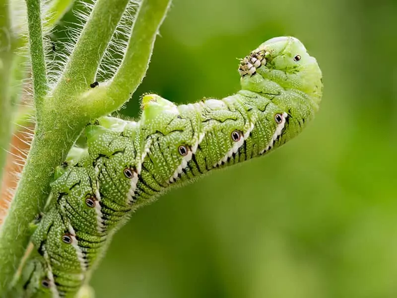 Tomato Hornworm Caterpillar