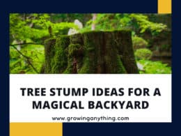 Tree Stump Ideas