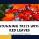 Trees With Red Leaves