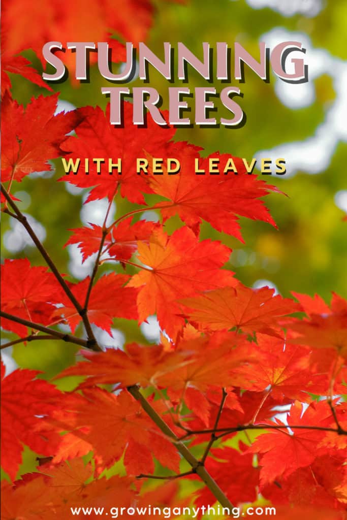 Trees With Red Leaves