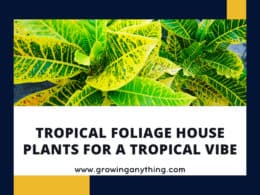 Tropical Foliage House Plants