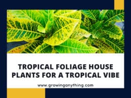Tropical Foliage House Plants