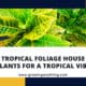 Tropical Foliage House Plants