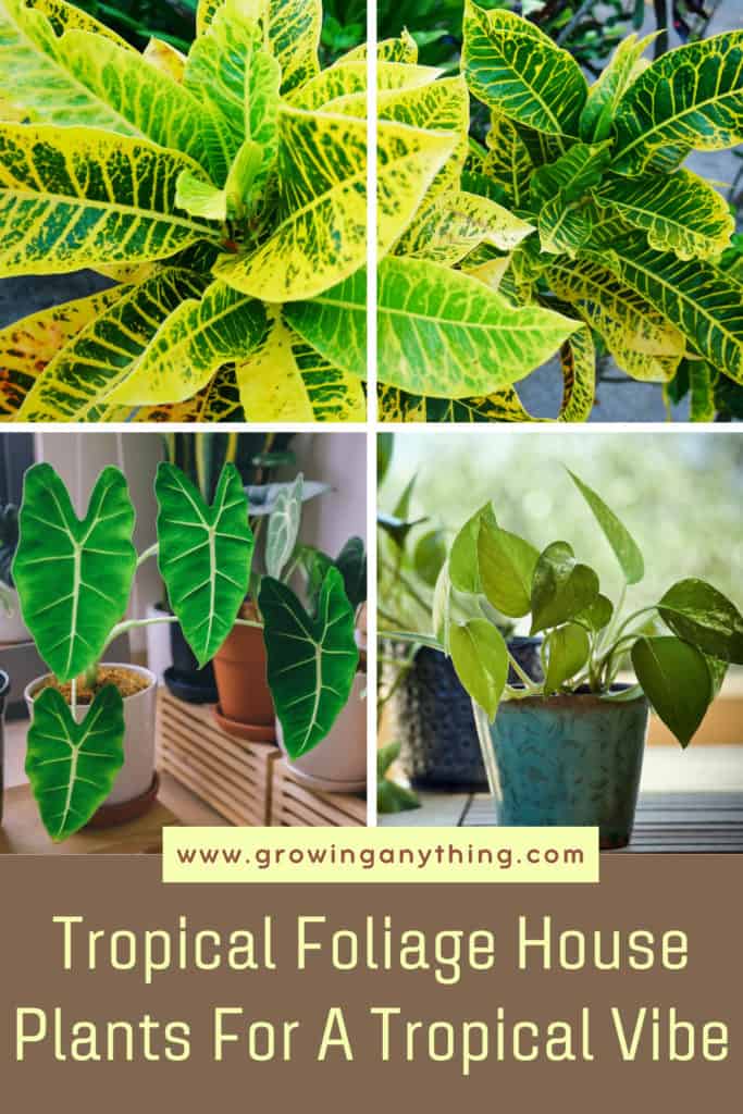 Tropical Foliage House Plants