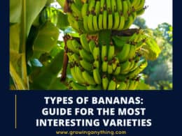 Types Of Bananas