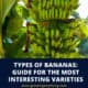 Types Of Bananas