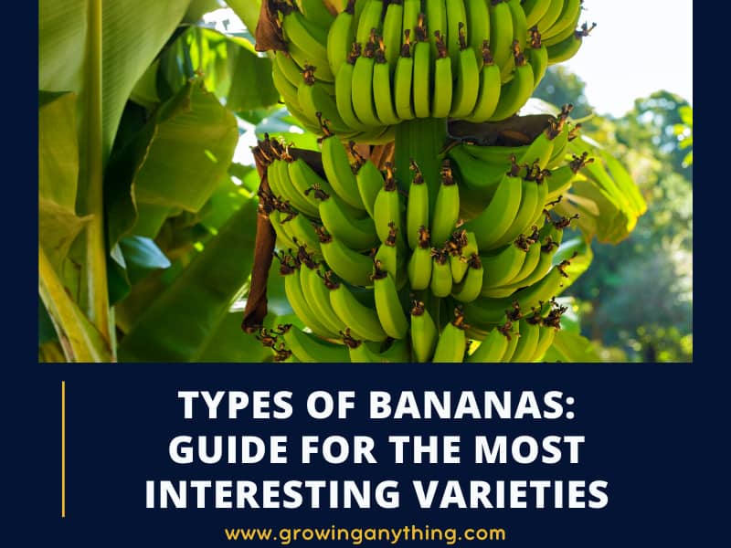 20 Difference Types of Bananas Guide For The Most Interesting Varieties