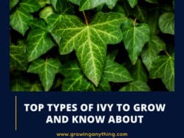 Types Of Ivy