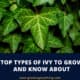 Types Of Ivy