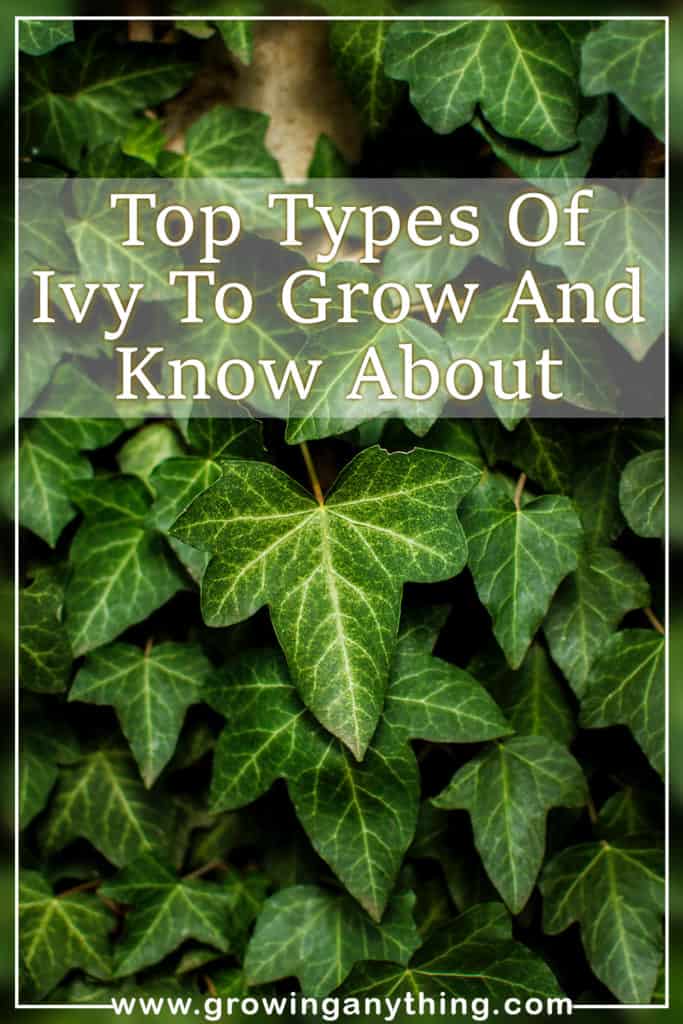 Types Of Ivy