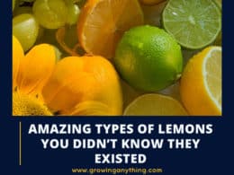 Types Of Lemons