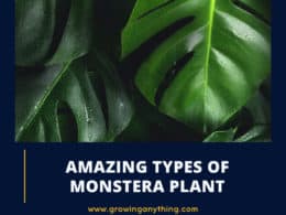 Types Of Monstera Plant