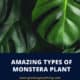 Types of Monstera Plant