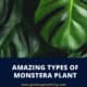 Types Of Monstera Plant