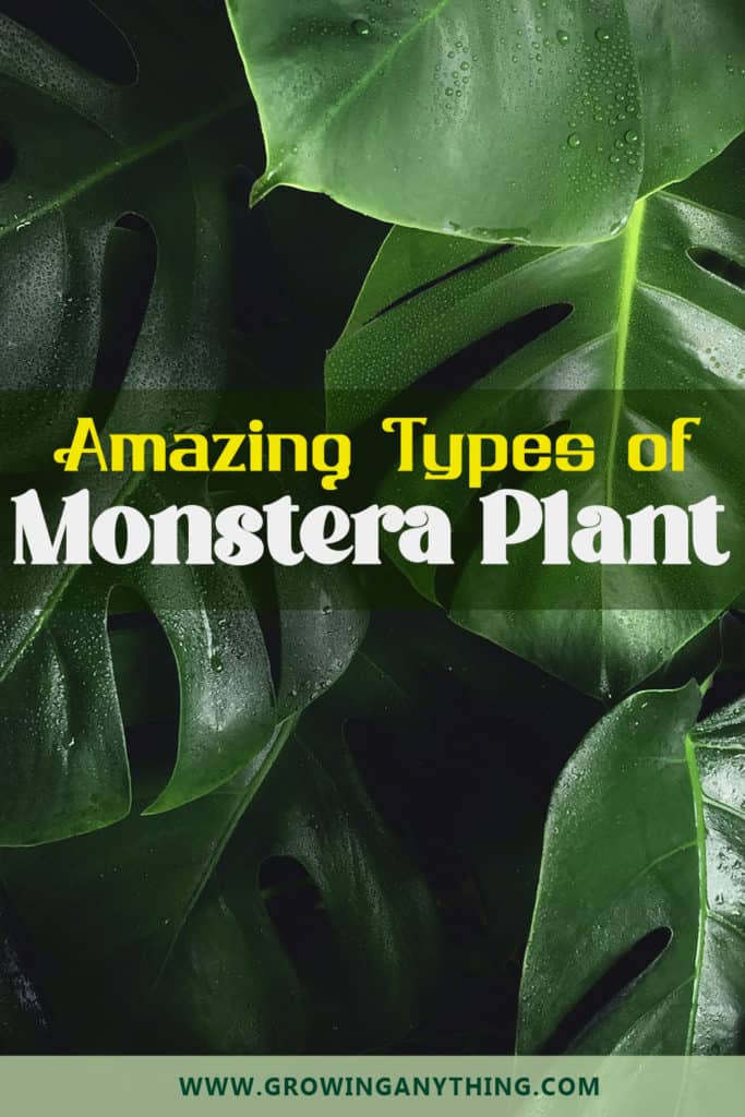 Types of Monstera Plant