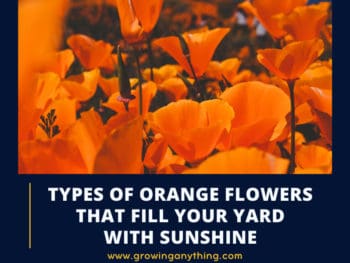 Types Of Orange Flowers