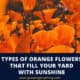 Types Of Orange Flowers