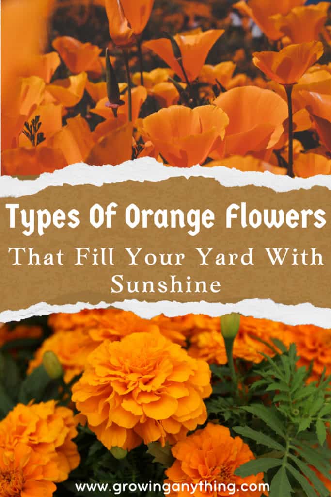 Types Of Orange Flowers