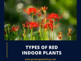 Types Of Red Indoor Plants