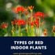 Types Of Red Indoor Plants