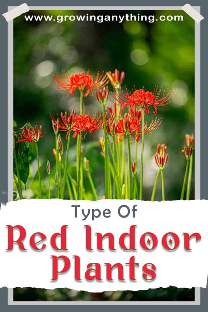 Types Of Red Indoor Plants