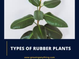 Types Of Rubber Plants