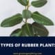 Types Of Rubber Plants