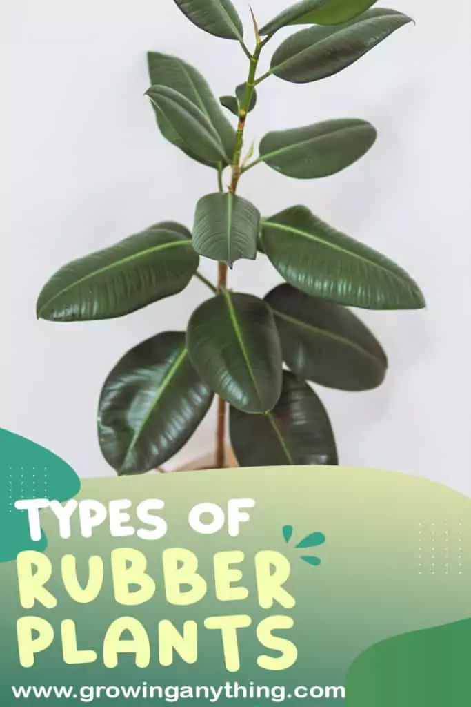 Types of Rubber Plants