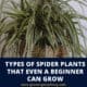 Types Of Snake Plants