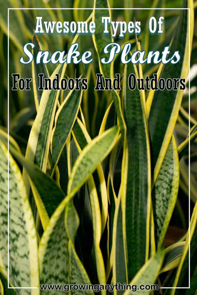 Types Of Snake Plants