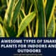 Types Of Spider Plants