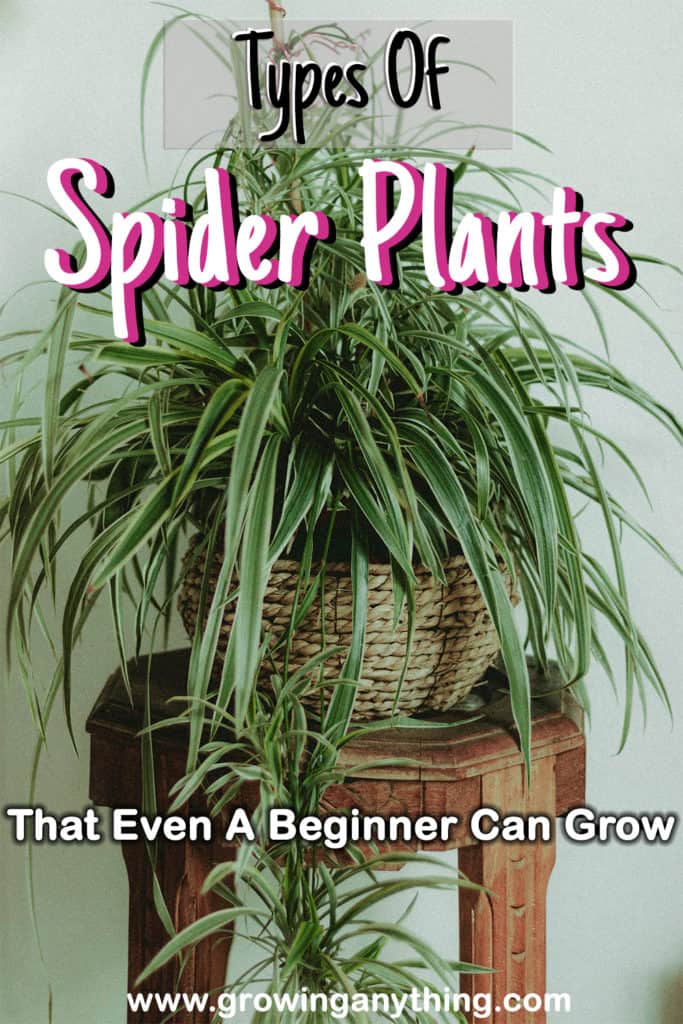 Types Of Spider Plants