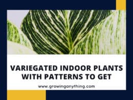 Variegated Indoor Plants