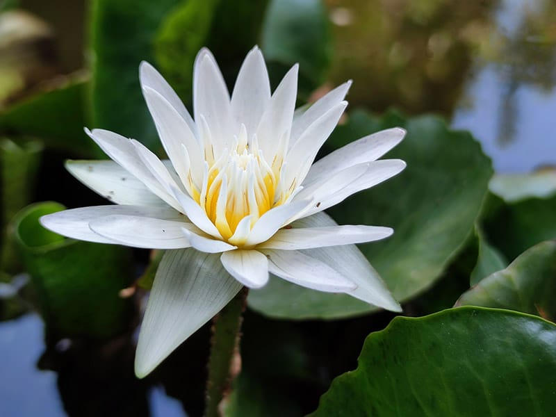 Water Lily