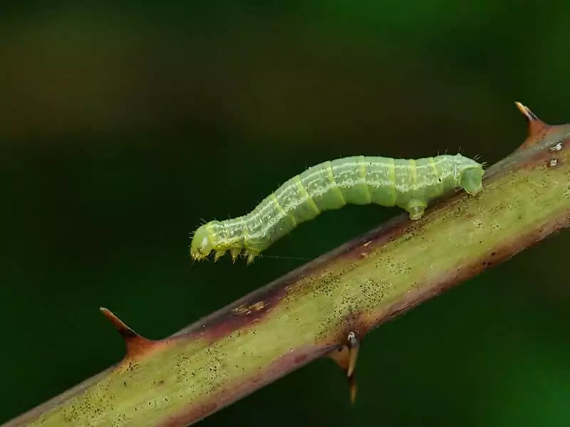 Winter Moth Caterpillar