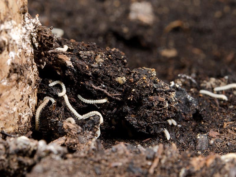 A Large Group Worms