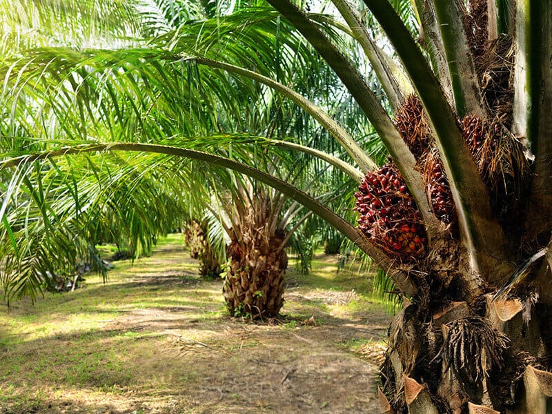 African Oil Palm