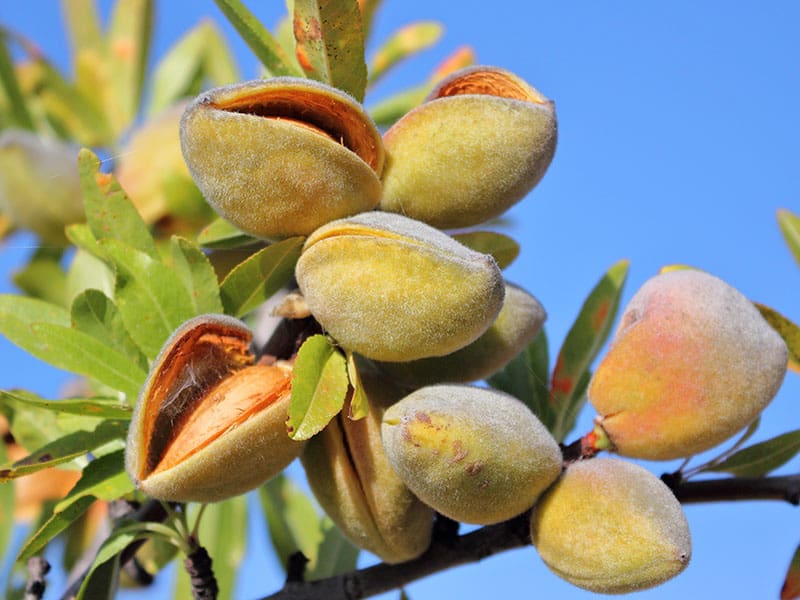 Almonds Tree