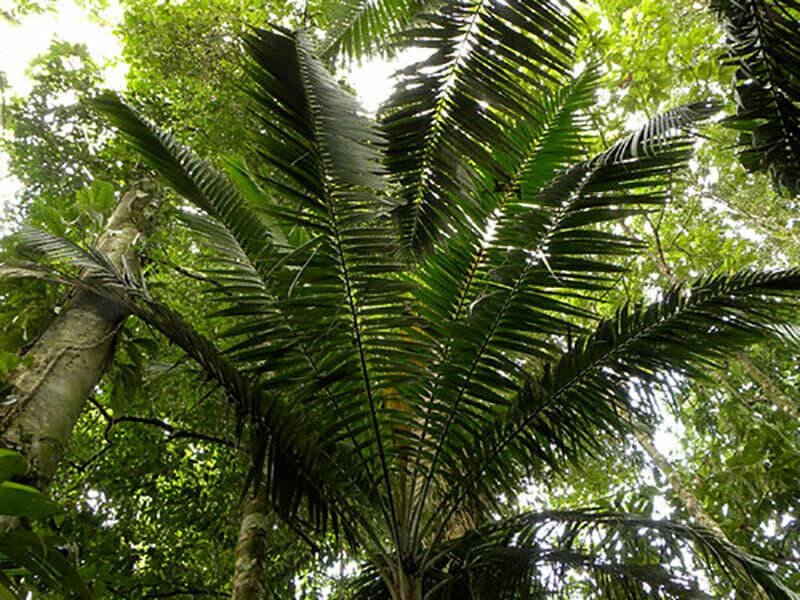 Amargo Palm